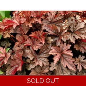 Heucherella 'Gunsmoke'